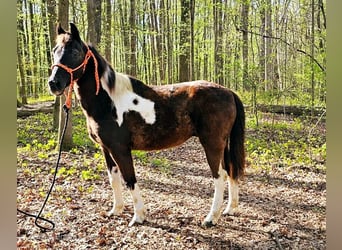 Poni cuarto de milla, Caballo castrado, 14 años, 132 cm, Tobiano-todas las-capas