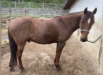 Poni cuarto de milla Mestizo, Caballo castrado, 14 años, 145 cm