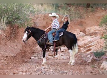 Poni cuarto de milla, Caballo castrado, 15 años, 127 cm, Negro