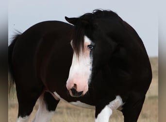 Poni cuarto de milla, Caballo castrado, 15 años, 127 cm, Negro