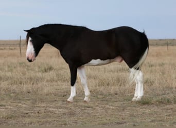 Poni cuarto de milla, Caballo castrado, 15 años, 127 cm, Negro