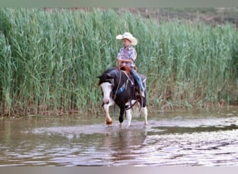 Poni cuarto de milla, Caballo castrado, 15 años, 127 cm, Negro