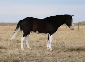 Poni cuarto de milla, Caballo castrado, 15 años, 127 cm, Negro