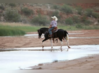 Poni cuarto de milla, Caballo castrado, 15 años, 127 cm, Negro