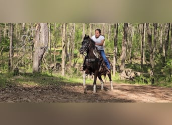 Poni cuarto de milla, Caballo castrado, 15 años, 132 cm, Tobiano-todas las-capas