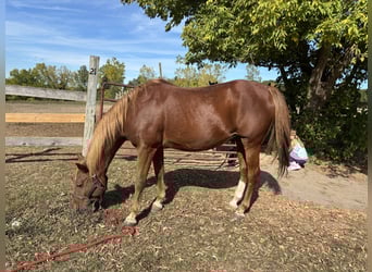 Poni cuarto de milla, Caballo castrado, 15 años, 142 cm, Alazán-tostado