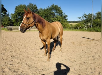 Poni cuarto de milla, Caballo castrado, 15 años, 147 cm, Red Dun/Cervuno