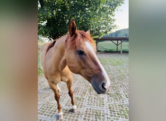 Poni cuarto de milla, Caballo castrado, 15 años, 147 cm, Red Dun/Cervuno