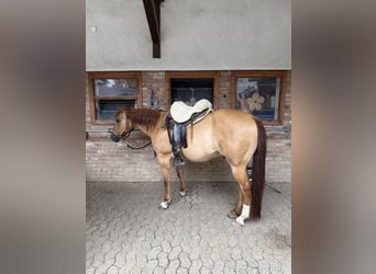 Poni cuarto de milla, Caballo castrado, 15 años, 147 cm, Red Dun/Cervuno