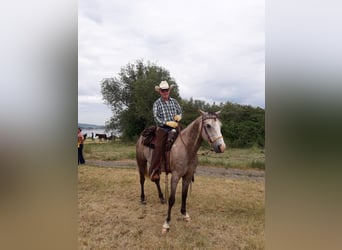 Poni cuarto de milla, Caballo castrado, 15 años, 151 cm