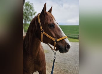 Poni cuarto de milla, Caballo castrado, 16 años, 155 cm, Alazán