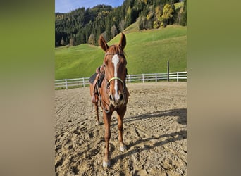 Poni cuarto de milla, Caballo castrado, 16 años, 156 cm, Alazán