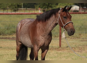 Poni cuarto de milla, Caballo castrado, 19 años, Castaño-ruano