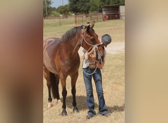 Poni cuarto de milla, Caballo castrado, 19 años, Castaño-ruano