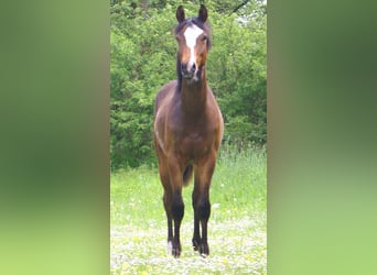 Poni cuarto de milla, Caballo castrado, 1 año, 146 cm, Overo-todas las-capas