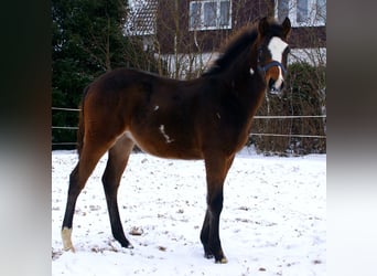 Poni cuarto de milla, Caballo castrado, 1 año, 146 cm, Overo-todas las-capas