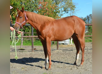 Poni cuarto de milla, Caballo castrado, 1 año, 150 cm, Alazán rojizo