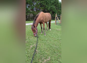 Poni cuarto de milla, Caballo castrado, 2 años, 132 cm, Castaño