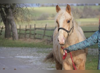 Poni cuarto de milla Mestizo, Caballo castrado, 2 años, 150 cm, Palomino