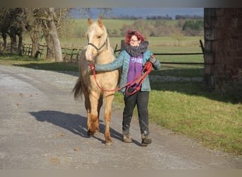 Poni cuarto de milla Mestizo, Caballo castrado, 2 años, 150 cm, Palomino