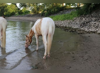 Poni cuarto de milla, Caballo castrado, 2 años, 150 cm, Pío