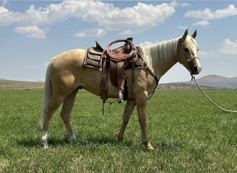 Poni cuarto de milla, Caballo castrado, 2 años