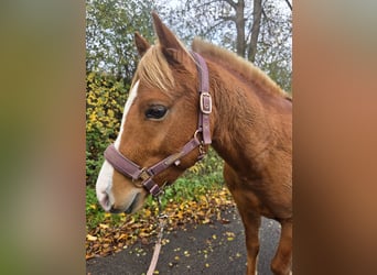 Poni cuarto de milla, Caballo castrado, 3 años, 132 cm, Rabicano