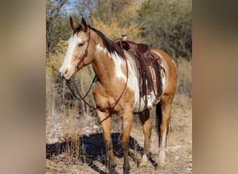 Poni cuarto de milla, Caballo castrado, 3 años, 151 cm, Castaño claro