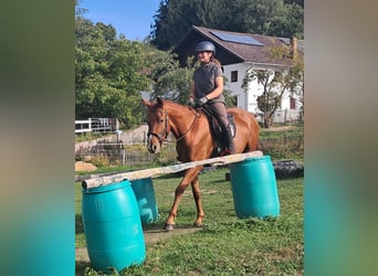 Poni cuarto de milla, Caballo castrado, 3 años, 152 cm, Alazán