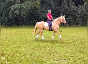 Poni cuarto de milla, Caballo castrado, 3 años, 155 cm, Palomino