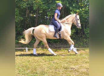 Poni cuarto de milla, Caballo castrado, 3 años, 155 cm, Palomino