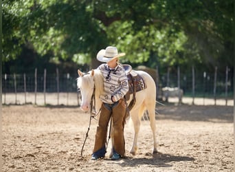 Poni cuarto de milla, Caballo castrado, 4 años, 122 cm, Cremello