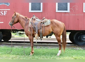 Poni cuarto de milla, Caballo castrado, 4 años, 132 cm, Alazán rojizo