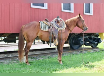 Poni cuarto de milla, Caballo castrado, 4 años, 132 cm, Alazán rojizo