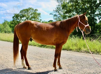 Poni cuarto de milla, Caballo castrado, 4 años, 132 cm, Alazán rojizo