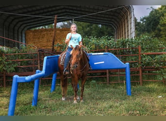 Poni cuarto de milla, Caballo castrado, 4 años, 132 cm, Castaño rojizo