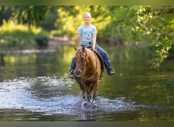 Poni cuarto de milla, Caballo castrado, 4 años, 132 cm, Castaño rojizo
