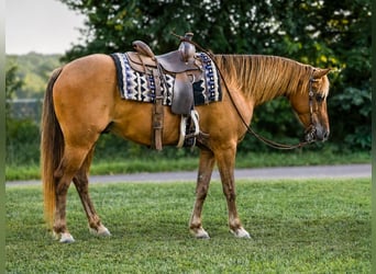 Poni cuarto de milla, Caballo castrado, 4 años, 132 cm, Castaño rojizo