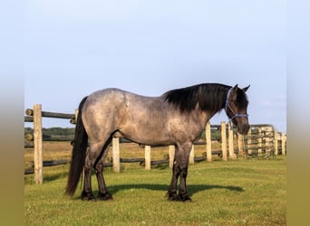 Poni cuarto de milla, Caballo castrado, 4 años, 140 cm, Ruano azulado