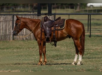 Poni cuarto de milla, Caballo castrado, 4 años, 142 cm, Alazán rojizo