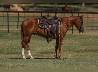 Poni cuarto de milla, Caballo castrado, 4 años, 142 cm, Alazán rojizo