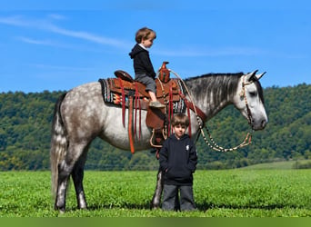 Poni cuarto de milla, Caballo castrado, 4 años, 142 cm, Tordo rodado