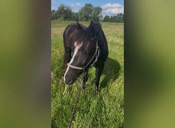 Poni cuarto de milla Mestizo, Caballo castrado, 4 años, 144 cm, Negro