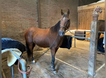 Poni cuarto de milla, Caballo castrado, 4 años, 145 cm, Castaño