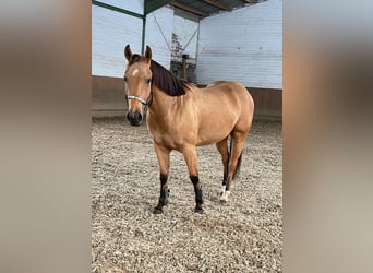 Poni cuarto de milla, Caballo castrado, 4 años, 146 cm, Buckskin/Bayo