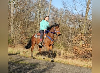 Poni cuarto de milla, Caballo castrado, 4 años, 146 cm, Castaño