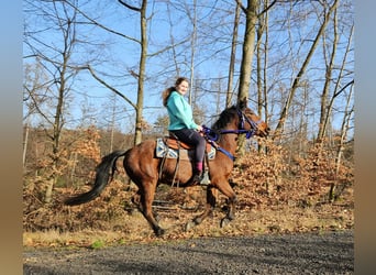 Poni cuarto de milla, Caballo castrado, 4 años, 146 cm, Castaño