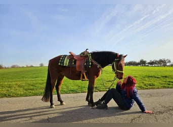 Poni cuarto de milla Mestizo, Caballo castrado, 4 años, 146 cm, Castaño