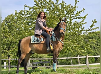 Poni cuarto de milla Mestizo, Caballo castrado, 4 años, 152 cm, Castaño
