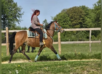Poni cuarto de milla Mestizo, Caballo castrado, 4 años, 152 cm, Castaño